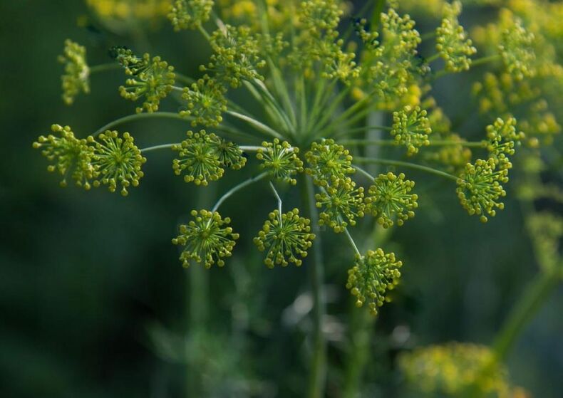 Dill seeds to prepare medicinal tincture for cervical osteochondrosis